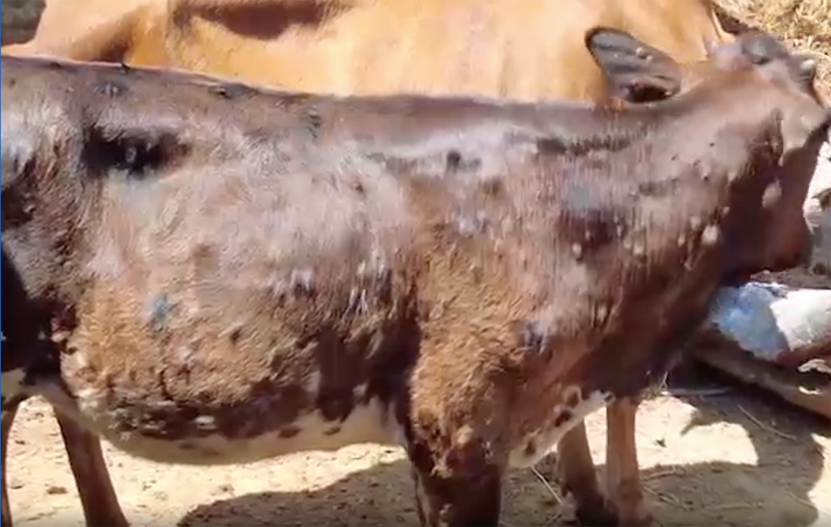 Bình Định tập trung bao vây dập dịch viêm da nổi cục trên đàn bò