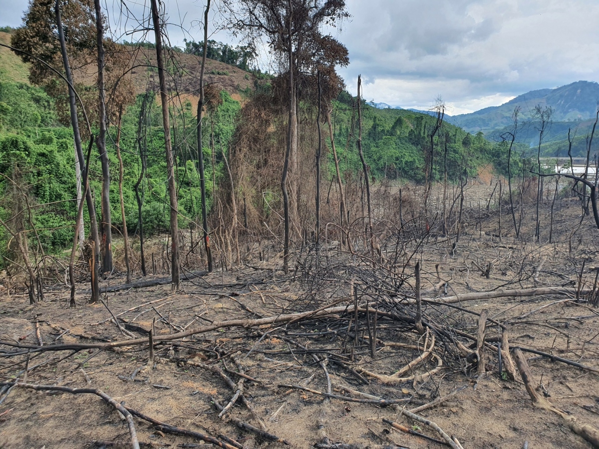 Xử lý nghiêm vụ đốt thực bì làm cháy 20 ha rừng ở Phước Sơn