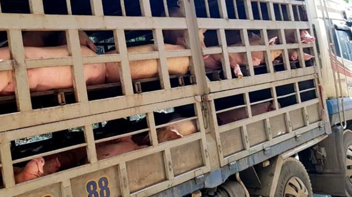Campuchia siết chặt nhập khẩu lợn vì lo dịch tả lợn châu Phi