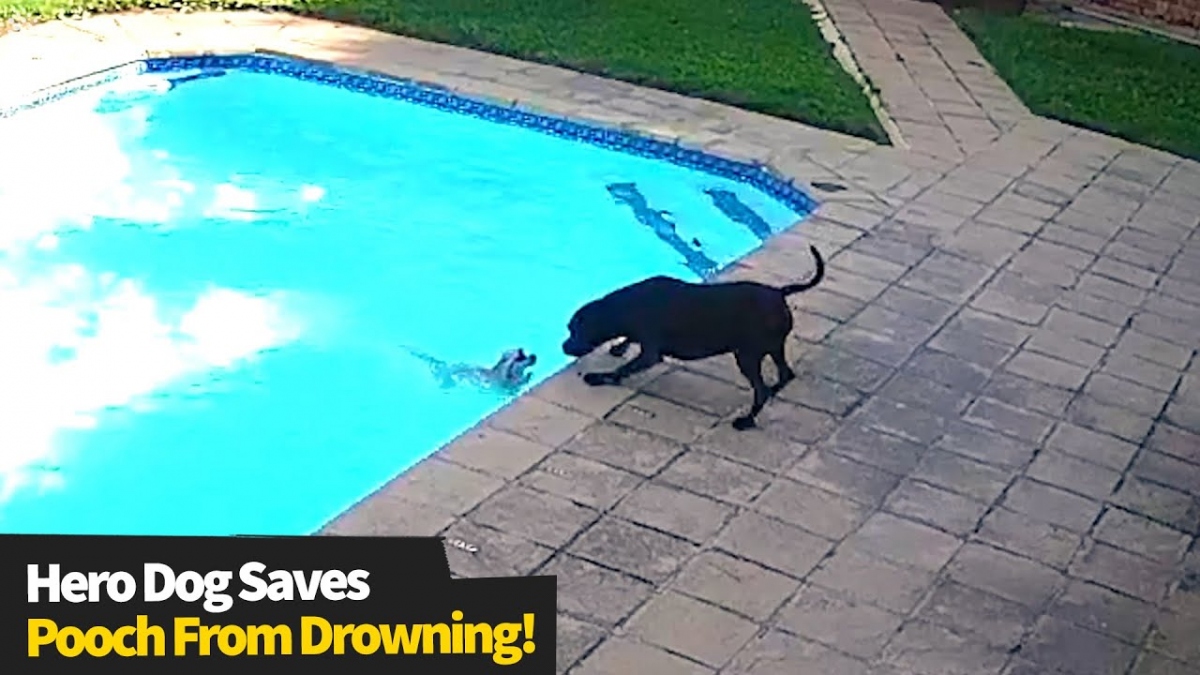 Xúc động chú chó tìm cách cứu bạn của mình khỏi chết đuối
