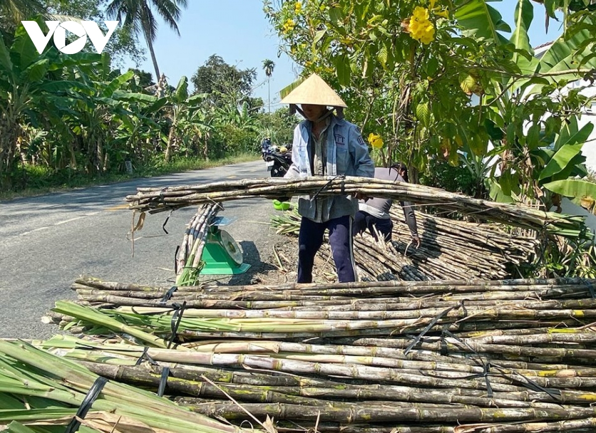 Nông dân Hậu Giang thu hoạch mía bán chục với giá cao