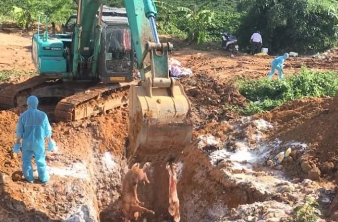 Bùng phát ổ dịch tả lợn Châu Phi ở xã biên giới tỉnh Kon Tum
