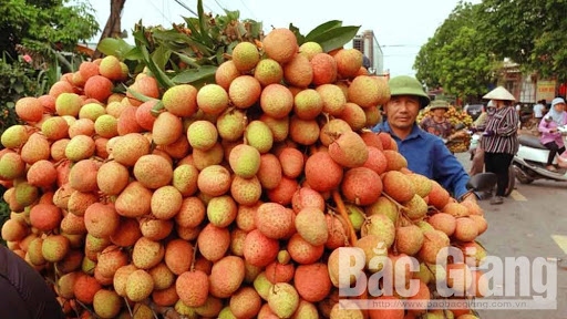 Bắc Giang xuất khẩu 15 tấn vải thiều sang thị trường Nhật Bản