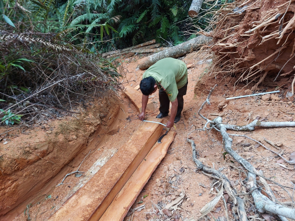 Gia Lai: Điều tra vụ phá rừng sản xuất ở Mang Yang