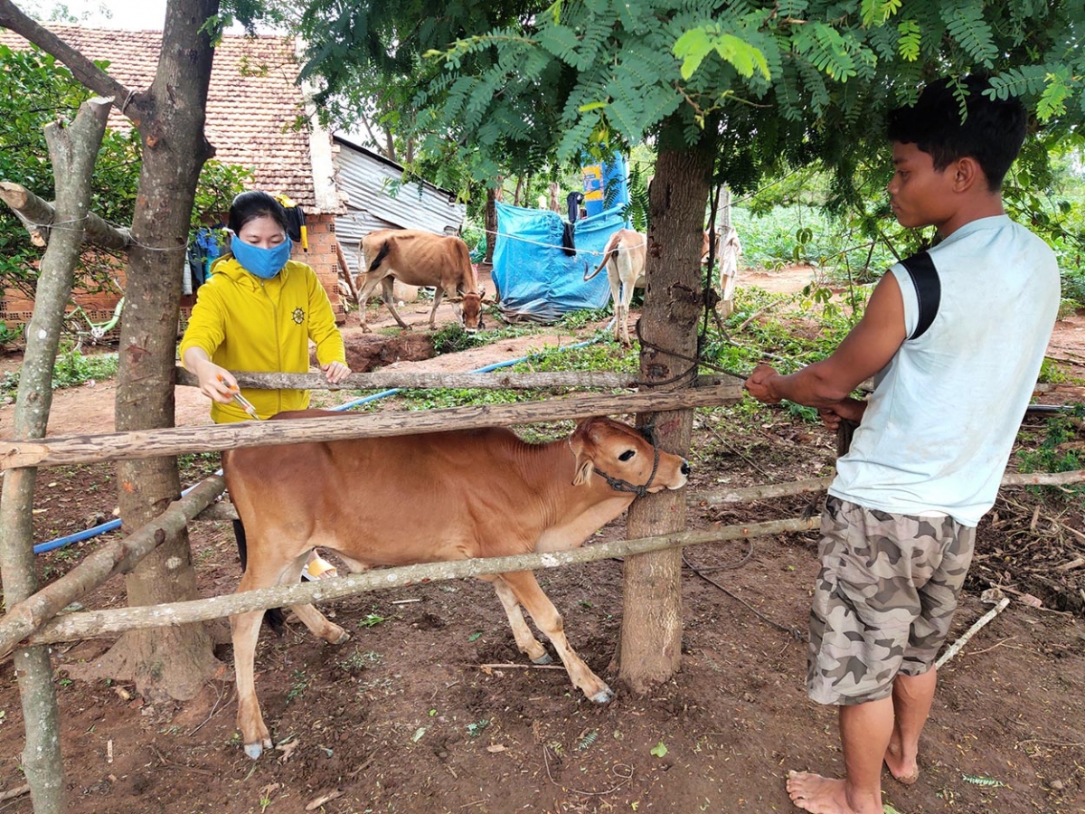 Dịch bệnh viêm da nổi cục trên đàn trâu, bò lây lan nhanh ở Kon Tum