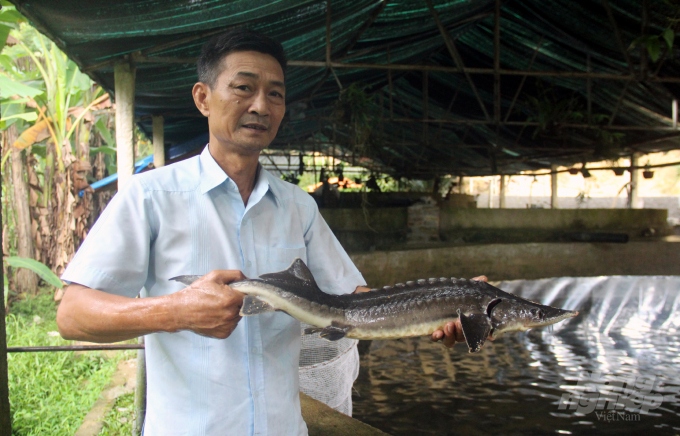 Lão nông xứ Thanh làm giàu từ giống cá "đắt như vàng"