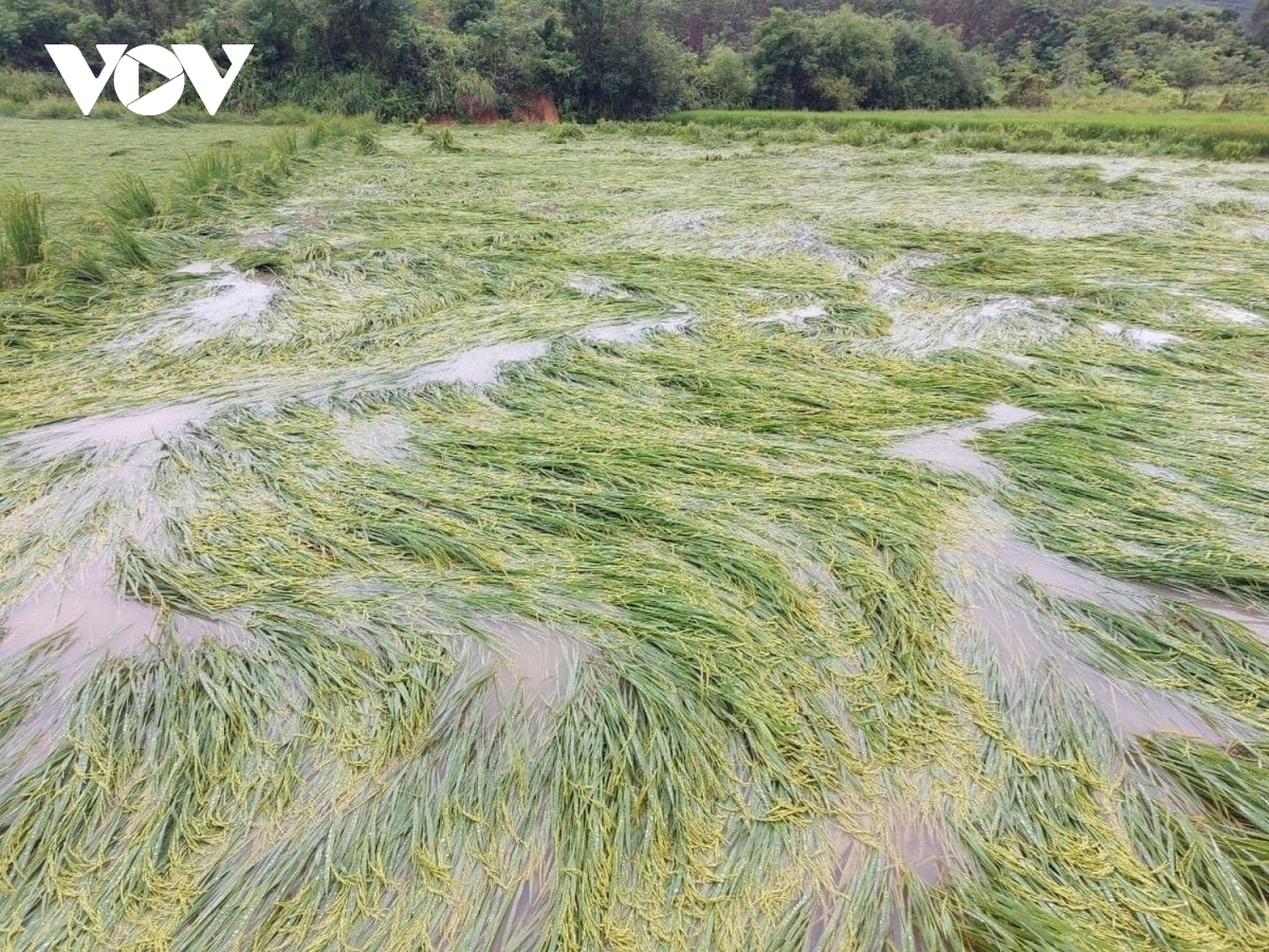 Hàng trăm ha lúa ở Nghệ An bị ngập cục bộ vì mưa lớn kéo dài