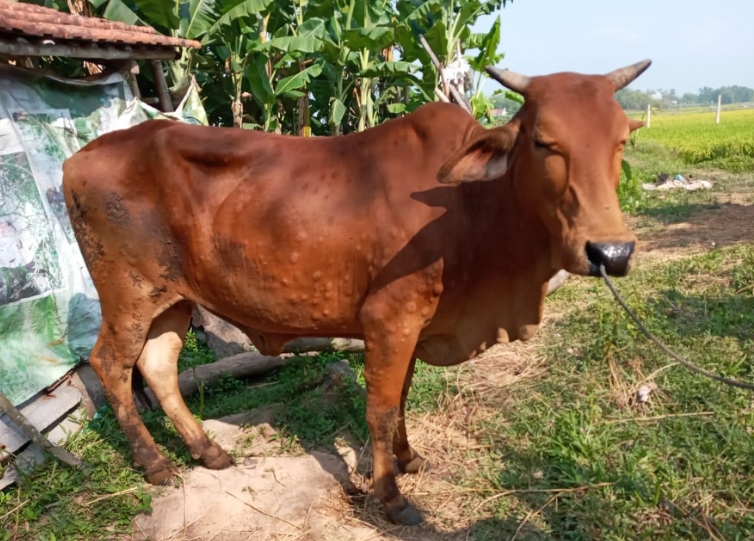 Quảng Nam kiểm soát, ngăn chặn dịch bệnh viêm da nổi cục trên trâu bò