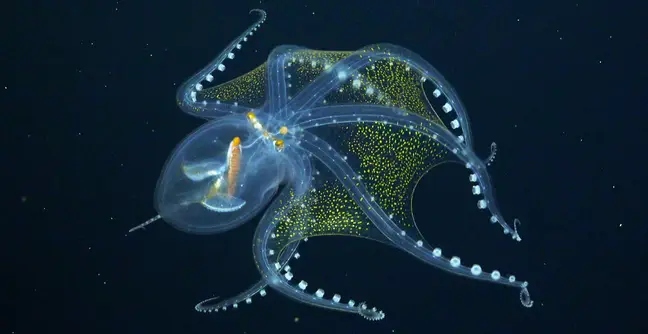Ngắm nhìn vẻ đẹp cuốn hút của bạch tuộc thủy tinh cực hiếm