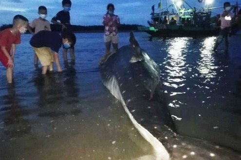 Cá lạ dài 4m, nặng hơn 1 tấn dạt vào bờ biển Nghệ An