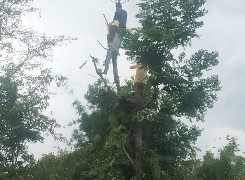 Trèo cây hái lá cho dê ăn, một phụ nữ ở Đắk Lắk bị điện giật tử vong