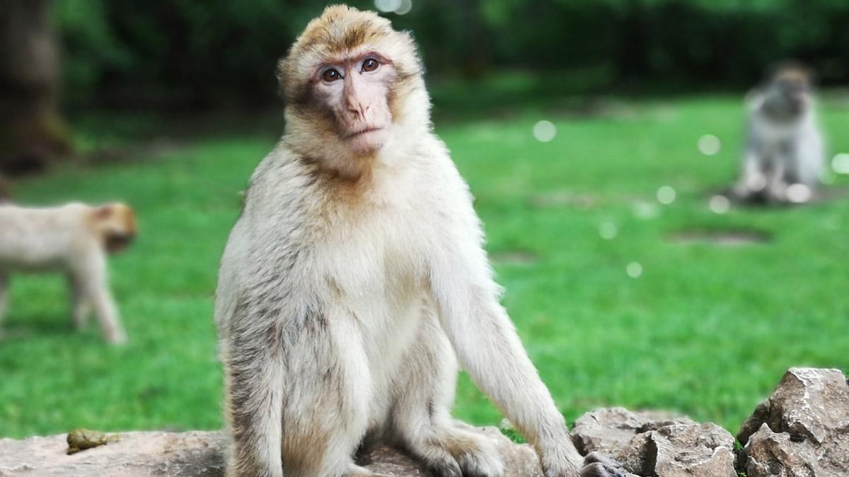 Trung Quốc ghi nhận ca tử vong đầu tiên do nhiễm virus B từ khỉ
