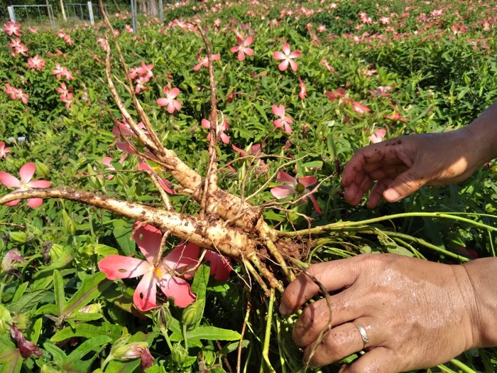 Làm giàu từ sâm bố chính