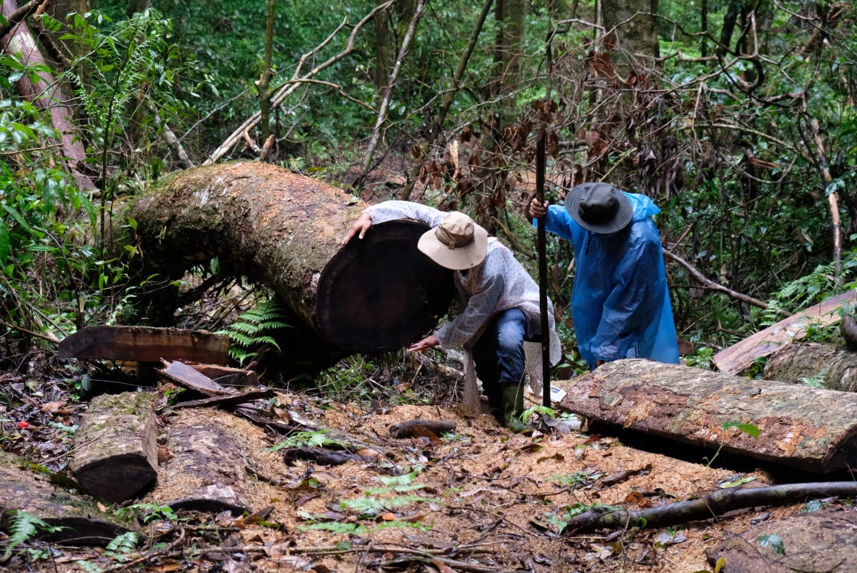 Lâm Đồng điều tra vụ phá rừng quy mô lớn