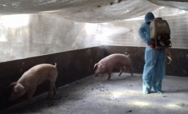Phát hiện lợn bị nhiễm bệnh dịch tả lợn Châu Phi tại Bạc Liêu