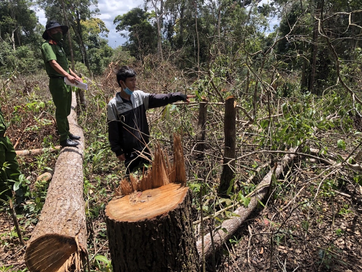 Khởi tố 7 đối tượng phá hơn 1,2 ha rừng ở Đắk Nông