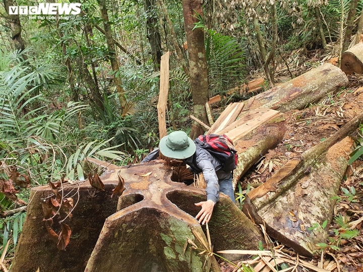 Ảnh: Lợi dụng dịch, lâm tặc "xẻ thịt" cây cổ thụ trong rừng tự nhiên Đắk Lắk