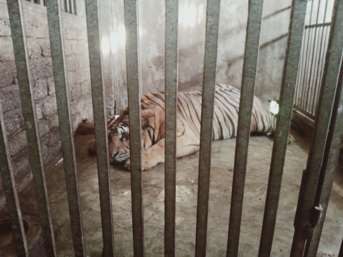 Vụ bắt 17 con hổ nuôi nhốt trái phép: 8 con đã chết