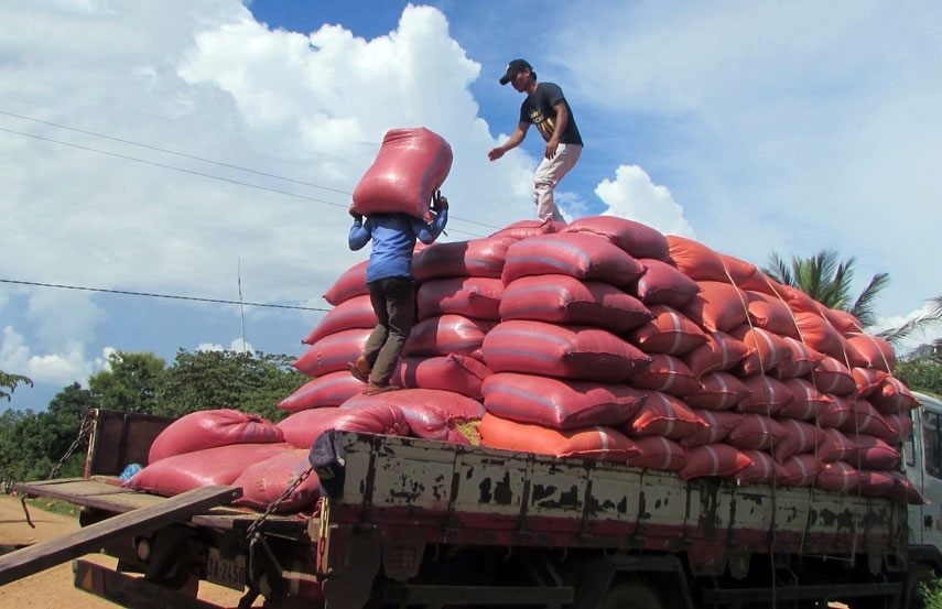 Doanh nghiệp Campuchia được “bơm” tiền để thu mua thóc cho nông dân