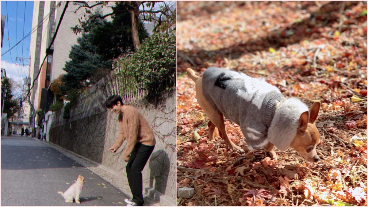 Son Ye Jin, Lee Min Ho gây chú ý với loạt ảnh thú cưng trên Instagram