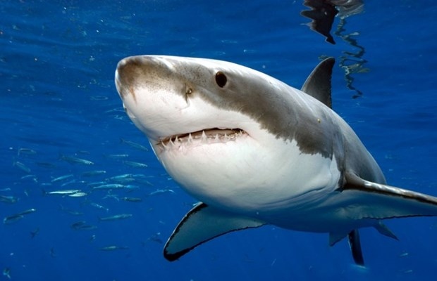 Colombia tịch thu gần 3.500 vây cá mập vận chuyển trái phép