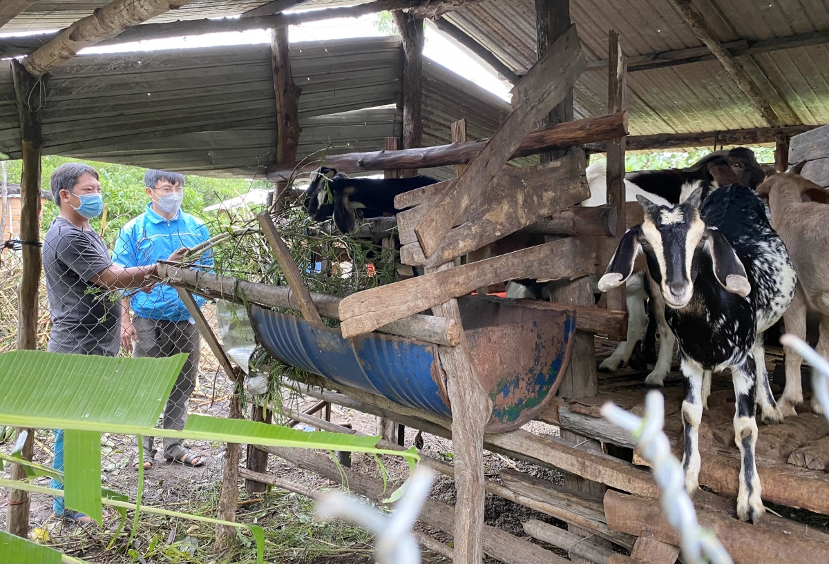 Hiệu quả từ mô hình tặng dê giống hỗ trợ học sinh nghèo vùng sâu ở Đắk Lắk