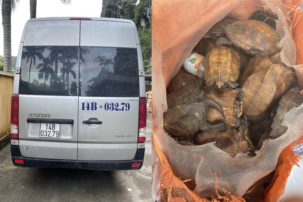 Quảng Ninh: Xe khách vận chuyển trái phép 34 con rùa quý hiếm
