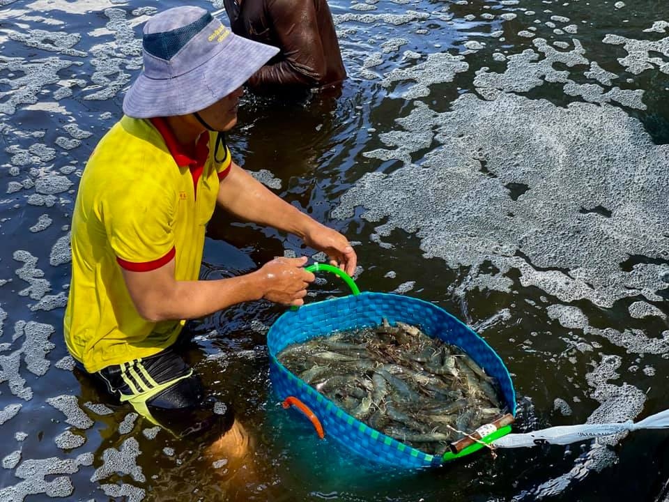 Mô hình nuôi tôm công nghệ cao vẫn có lãi trong mùa dịch