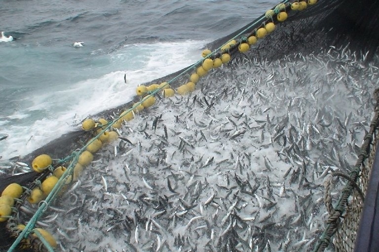 EU đạt được thỏa thuận về tổng sản lượng đánh bắt cá ở Biển Baltic