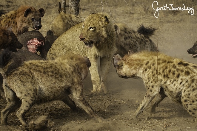 Video: Đàn sư tử giải cứu đồng loại khỏi cuộc tấn công của bầy linh cẩu đói