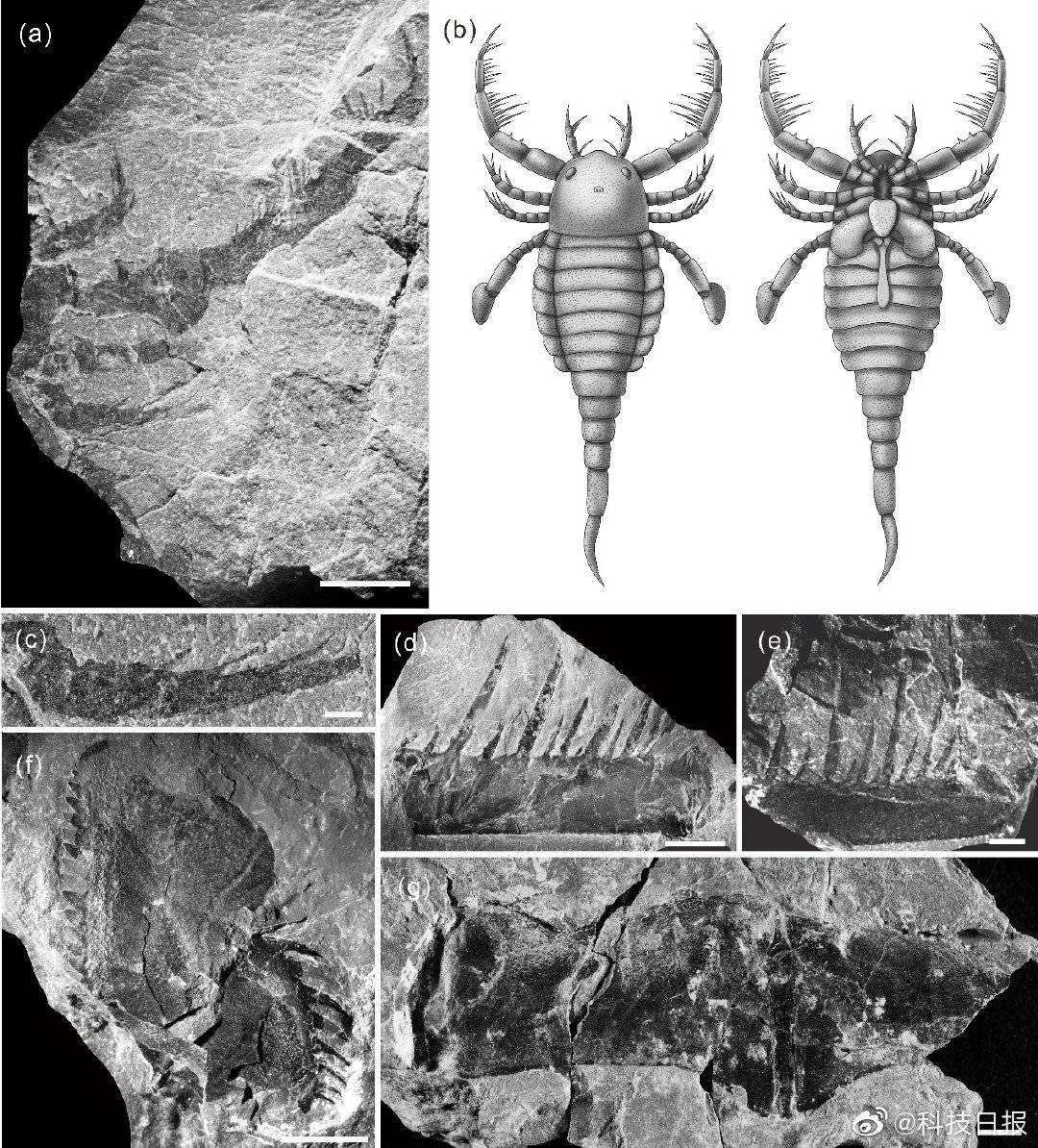 Trung Quốc phát hiện hóa thạch “Bọ cạp biển” 430 triệu năm
