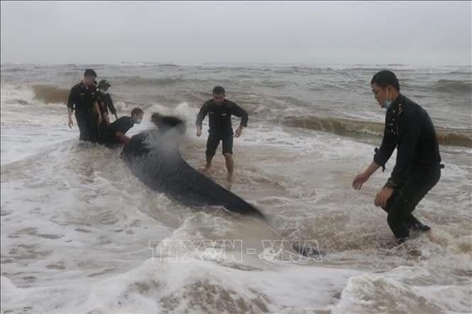 Nỗ lực cứu cá voi nặng 3 tấn bị sóng đánh dạt vào bờ