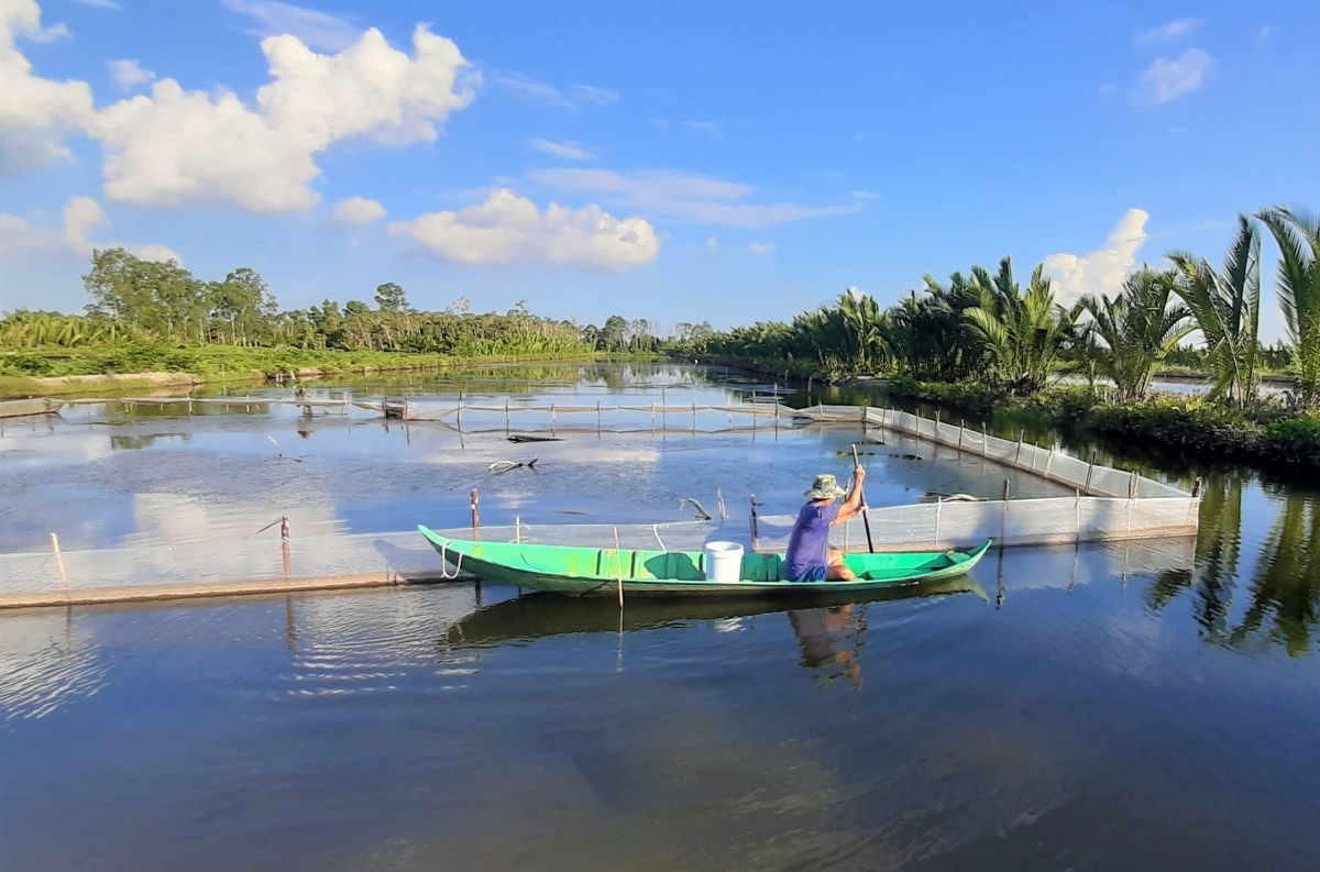 Người dân Cà Mau chủ động phục hồi, khôi phục sản xuất