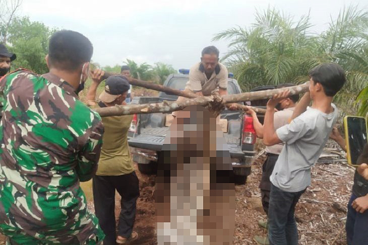 Indonesia: Hổ quý Sumatra chết vì dính bẫy