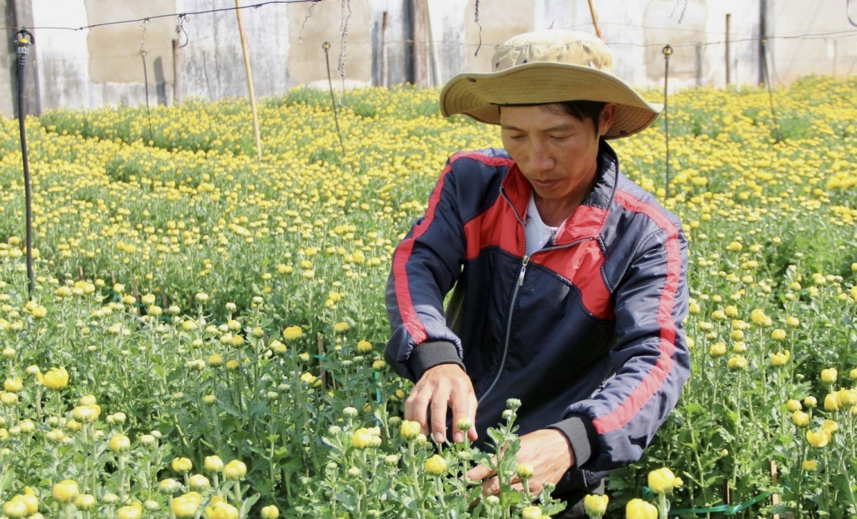 Nông dân Bà Rịa-Vũng Tàu giảm diện tích hoa Tết do lo ngại đầu ra