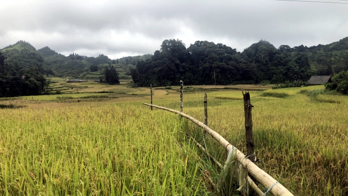 Nông dân Lào Cai thắng lợi lớn nhờ “cánh đồng 1 giống”