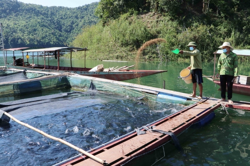 Nuôi cá lồng trên lòng hồ thủy điện Lai Châu "bí" đầu ra