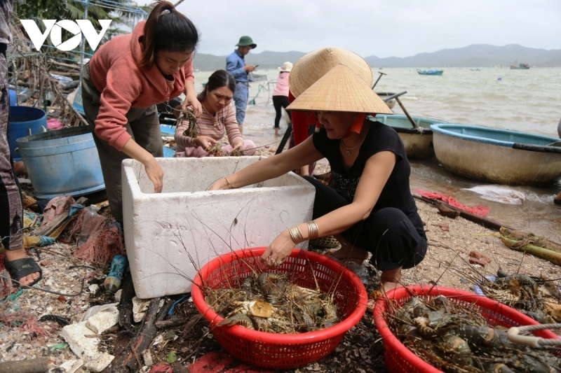 Phú Yên: Tôm hùm chết vì sốc nước ngọt và thiếu ô xy