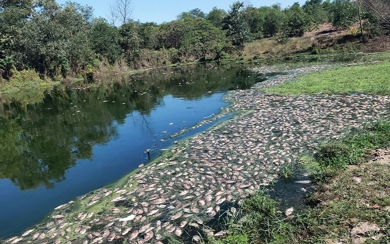 Thừa Thiên Huế: Doanh nghiệp xả thải làm cá chết hàng loạt bị phạt 640 triệu đồng