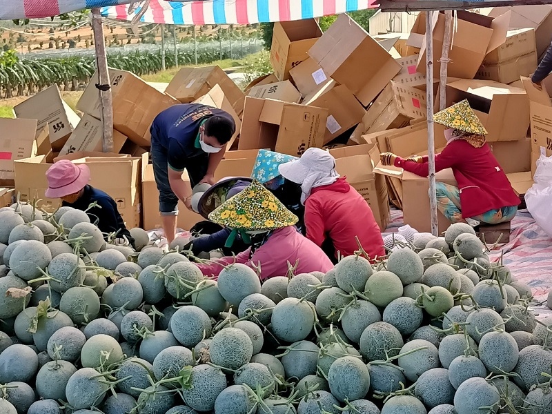 Người trồng dưa lưới Bình Thuận háo hức chờ vụ dưa Tết