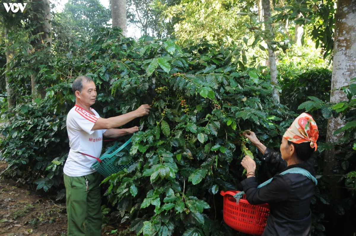 Cà phê Sơn La được giá nhất trong 10 năm trở lại đây 