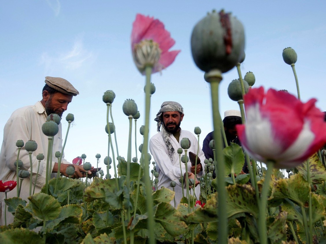 Heroin từ Afghanistan tiếp tục đổ ra thị trường toàn cầu, nguy cơ khủng bố ma túy