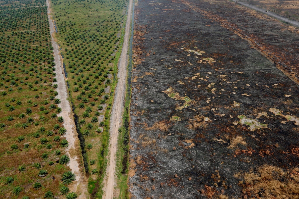 COP26: Hơn 100 nước cam kết chấm dứt chặt phá rừng vào năm 2030