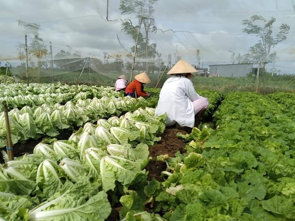 Rau xanh sốt giá, nông dân Tiền Giang lãi to