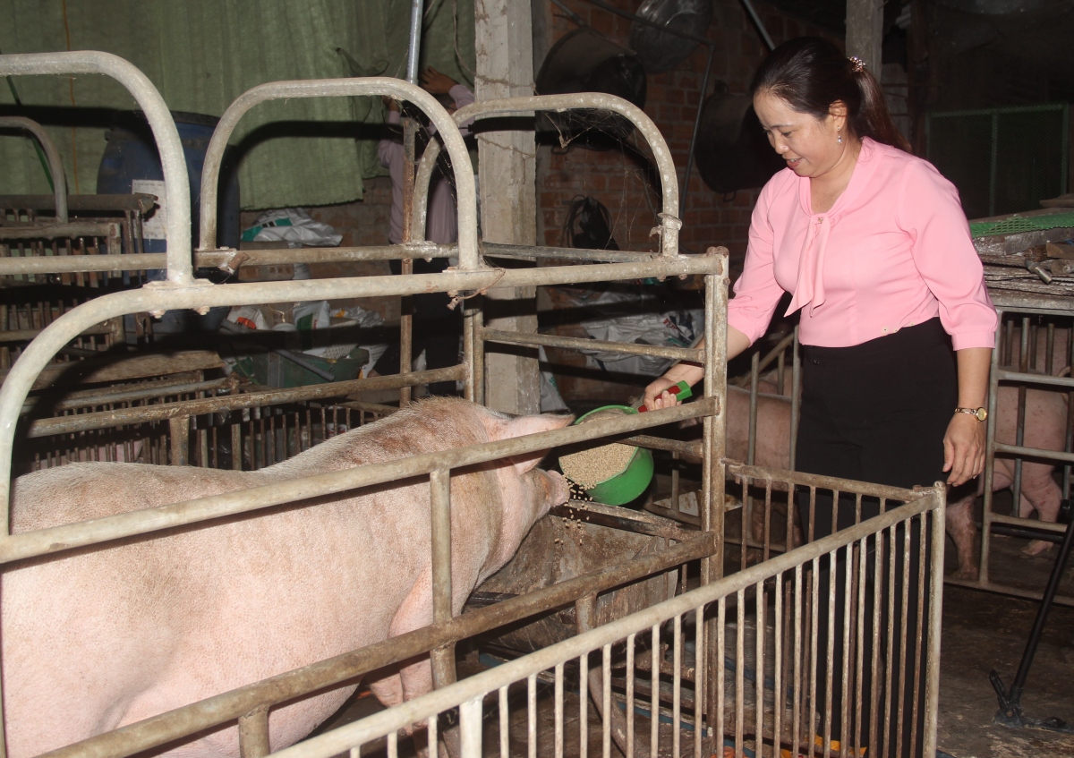 Người chăn nuôi tỉnh Bình Định gặp khó do giá heo hơi xuống thấp