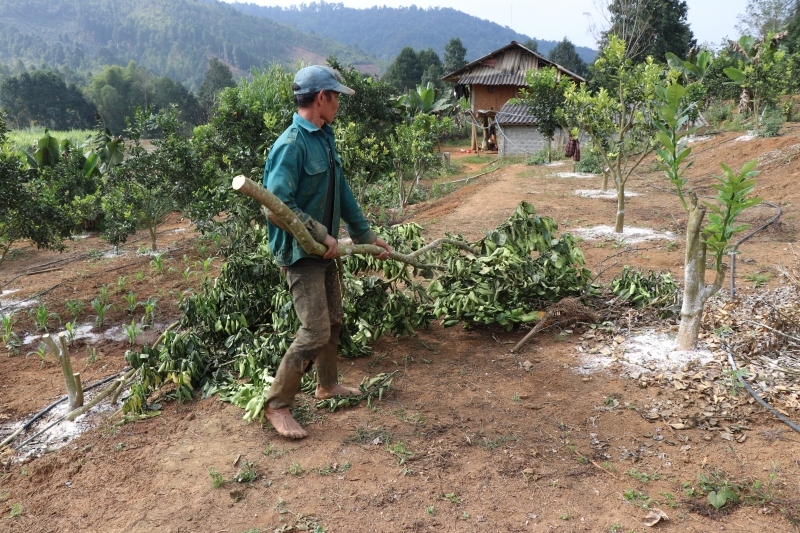 Vụ bưởi da xanh cho ra quả vỏ vàng, UBND huyện Mường Ảng yêu cầu khắc phục cho chủ vườn