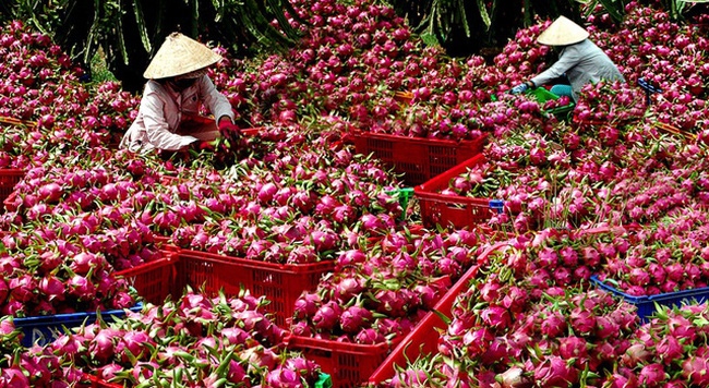 Trung Quốc ngừng nhập khẩu thanh long Việt Nam
