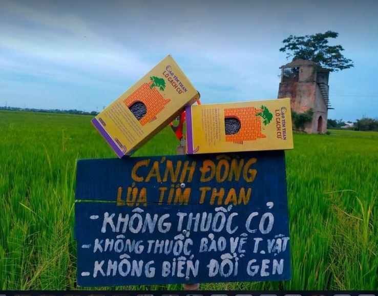 Nông dân Quảng Nam thành công với mô hình sản xuất lúa tím than năng suất cao