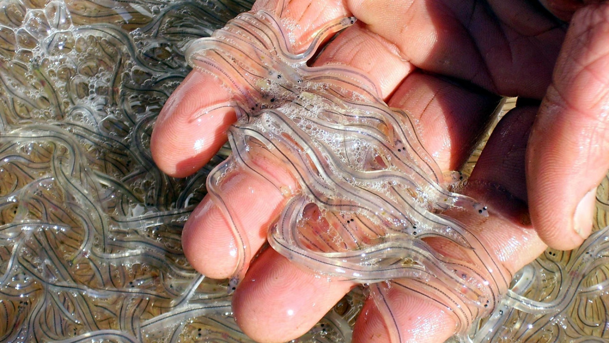 Buôn lậu lươn “thủy tinh” gia tăng vì lợi nhuận khủng