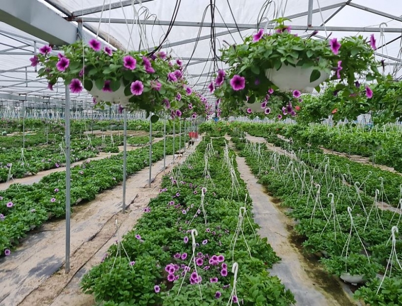 Người trồng hoa Tết ở Quảng Nam phấn khởi vì sức mua tăng mạnh